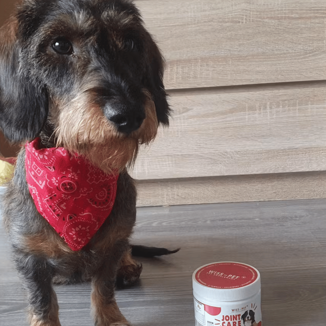 Ízületvédő és Porcerősítő Kutyáknak