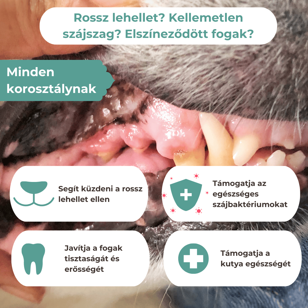 Dental Fogápolás Kutyáknak