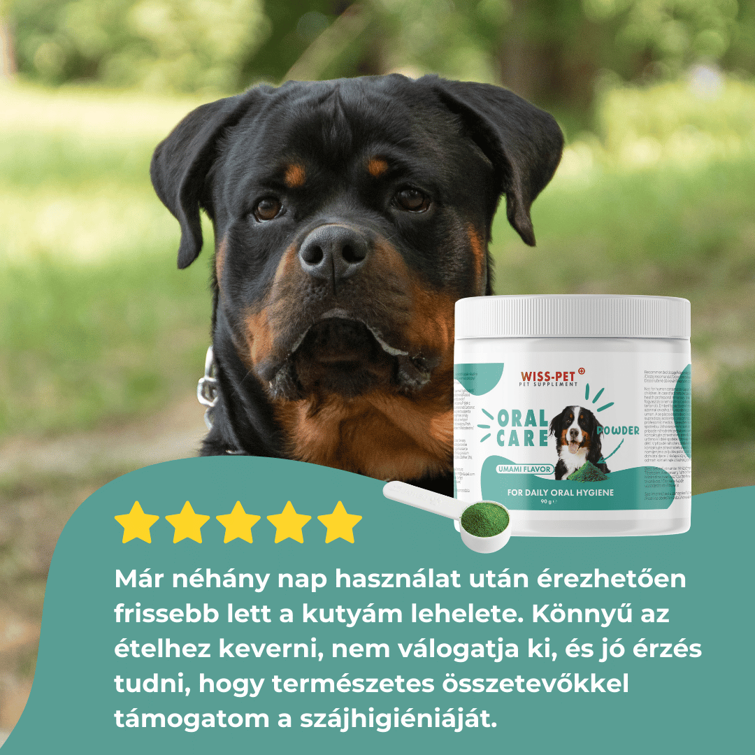 Dental Fogápolás Kutyáknak