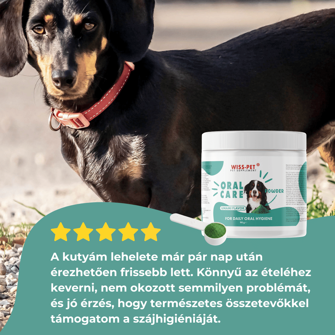 Dental Fogápolás Kutyáknak